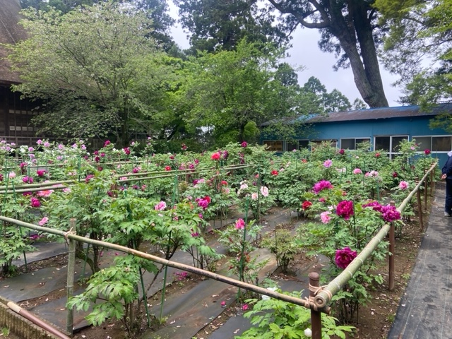 令和4年 飯高寺ボタン園開花状況-ぼたん