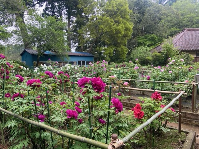 令和4年 飯高寺ボタン園開花状況-ぼたん１