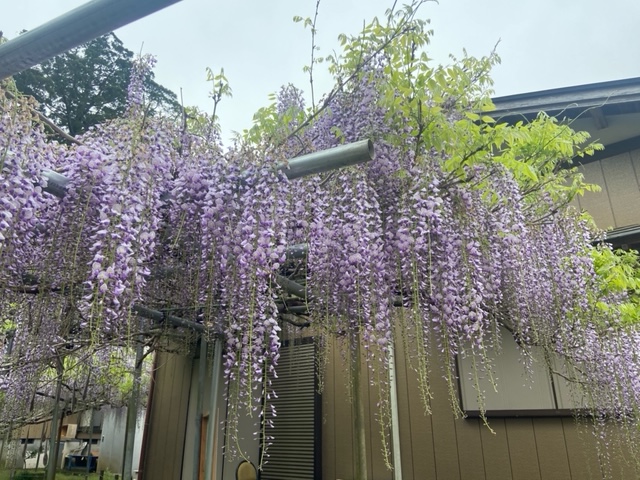 令和4年 木積龍頭寺大フジ開花状況-ふじ