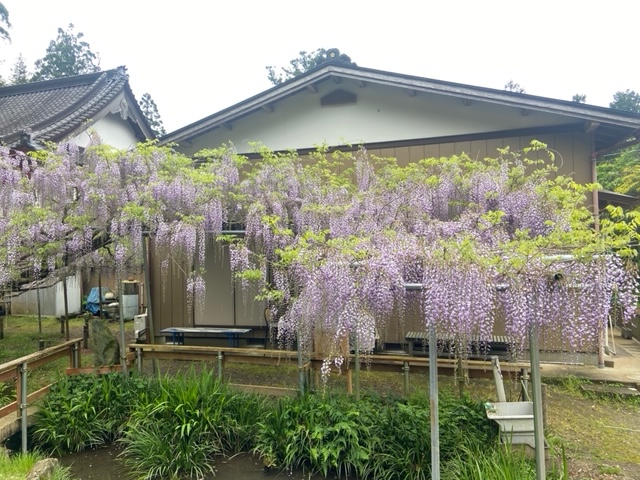 令和4年 木積龍頭寺大フジ開花状況-ふじ１