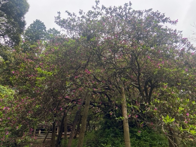 令和4年度 圓實寺の大ツツジ開花状況-つつじ