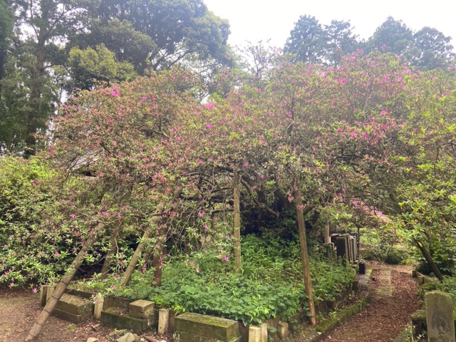 令和4年度 圓實寺の大ツツジ開花状況-つつじ