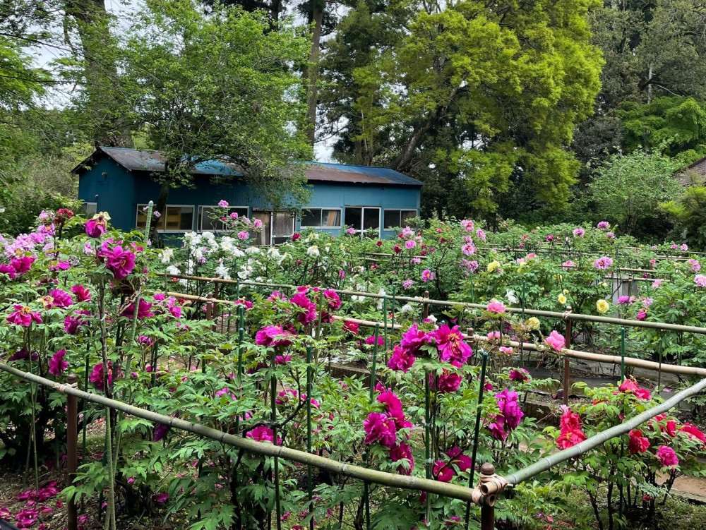 令和4年 飯高寺ボタン園開花状況-ボタン1