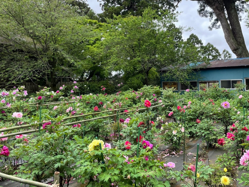 令和4年 飯高寺ボタン園開花状況-ボタン2