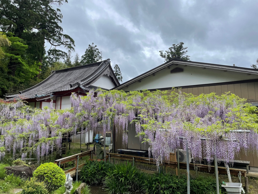 令和4年 木積龍頭寺大フジ開花状況-フジ