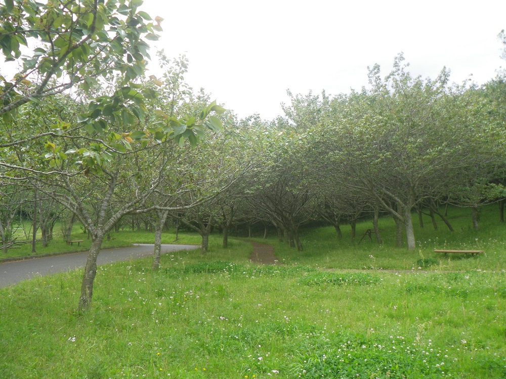 令和4年　天神山公園桜開花情報-天神山公園桜2