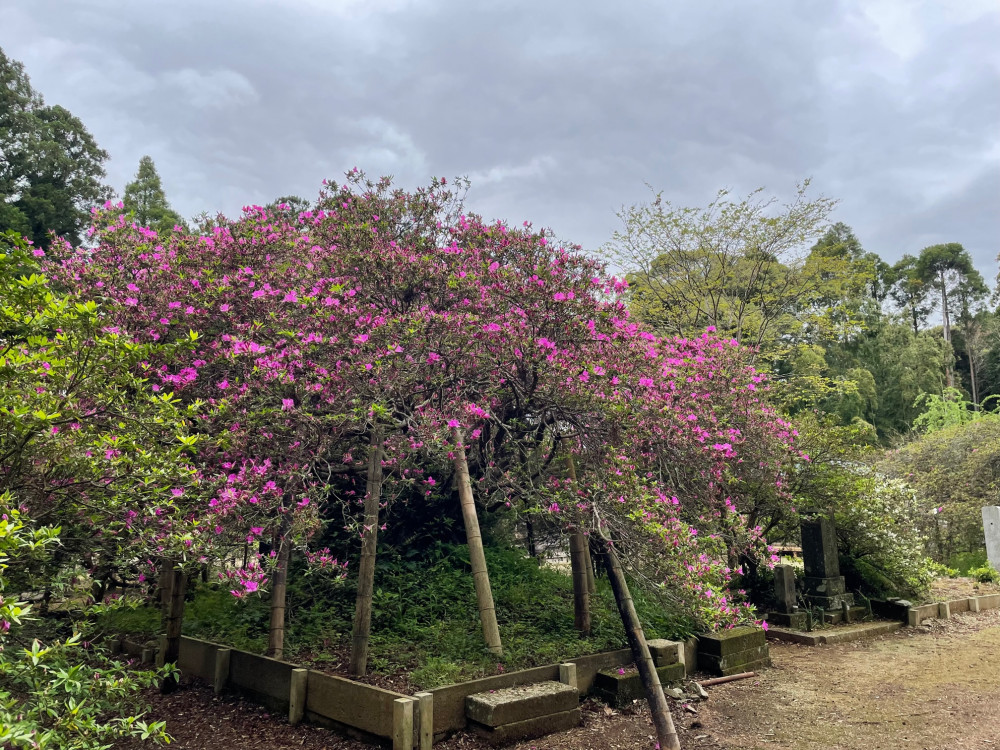 令和4年度 圓實寺の大ツツジ開花状況-2