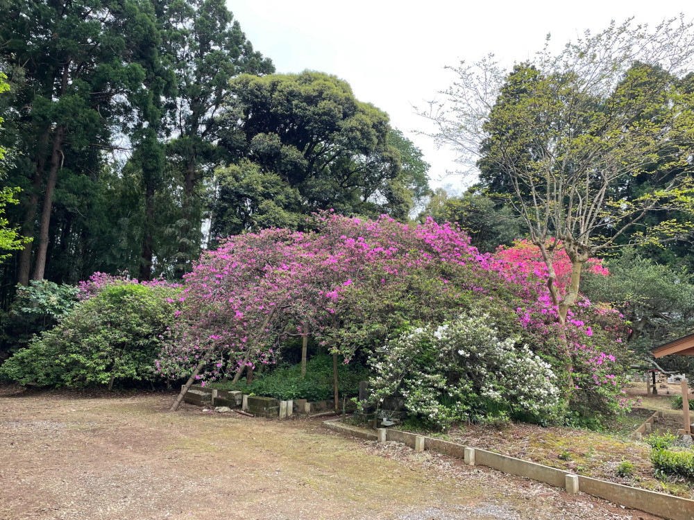 令和4年度 圓實寺の大ツツジ開花状況-1