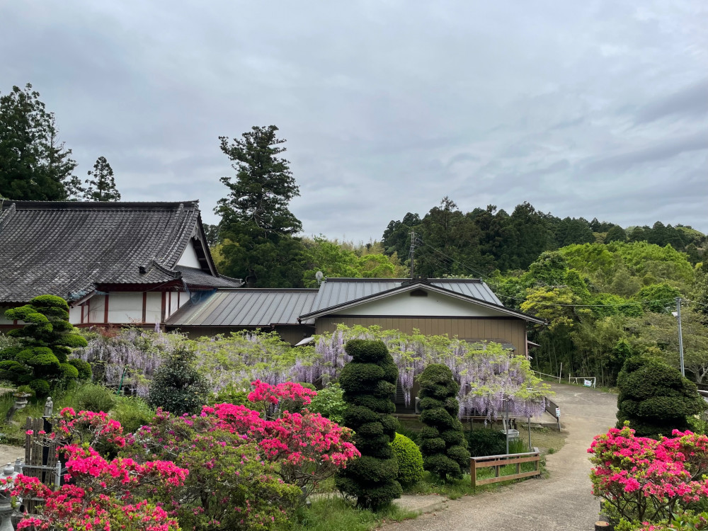 令和4年 木積龍頭寺大フジ開花状況-2