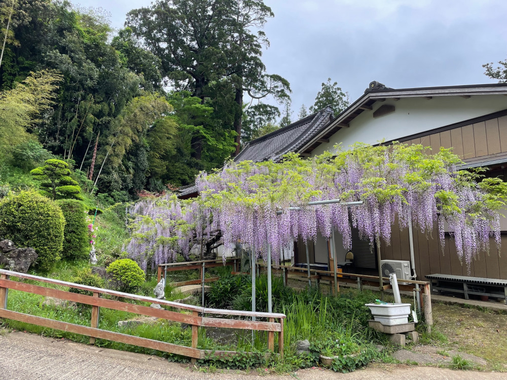 令和4年 木積龍頭寺大フジ開花状況-1