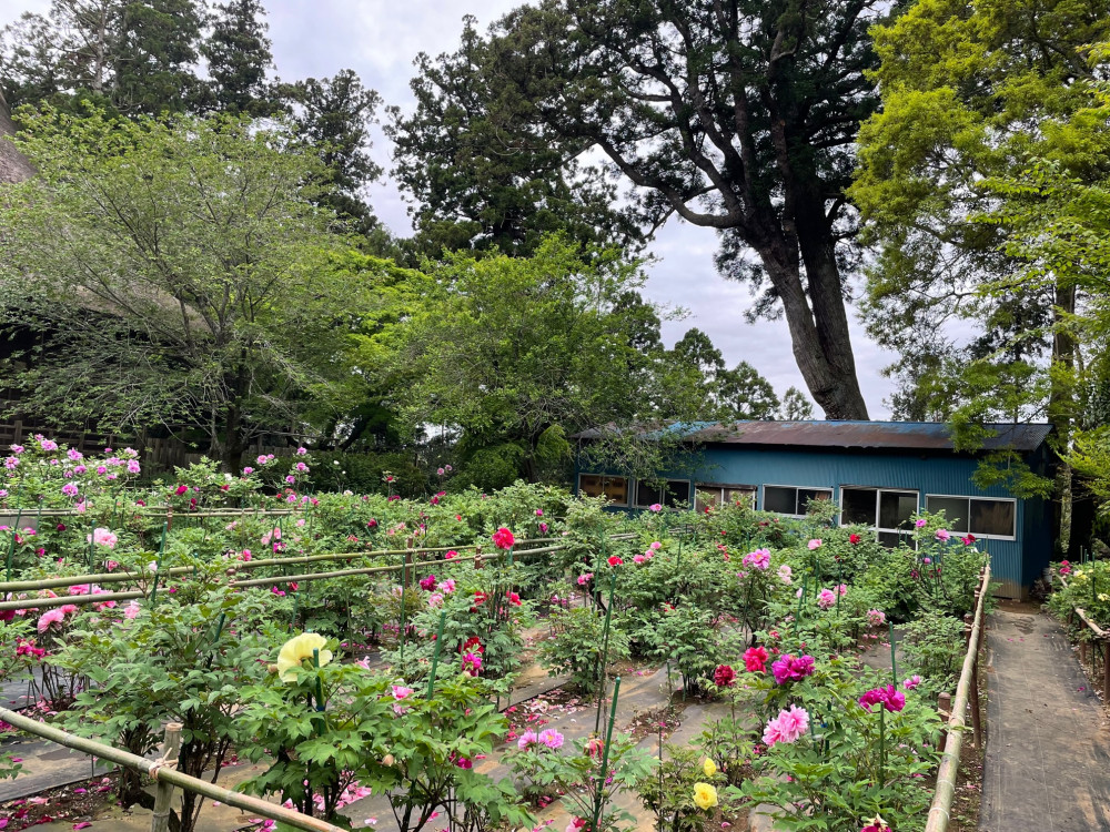 令和4年 飯高寺ボタン園開花状況-2