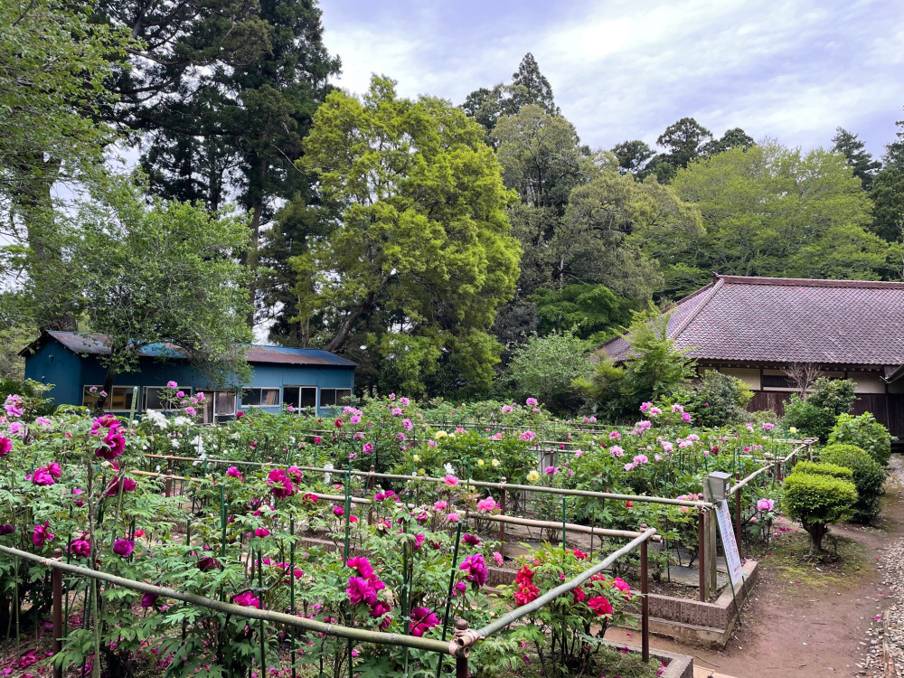 令和4年 飯高寺ボタン園開花状況-1