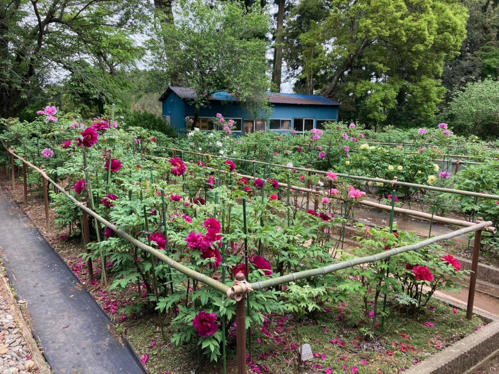 令和4年 飯高寺ボタン園開花状況-ぼたん1