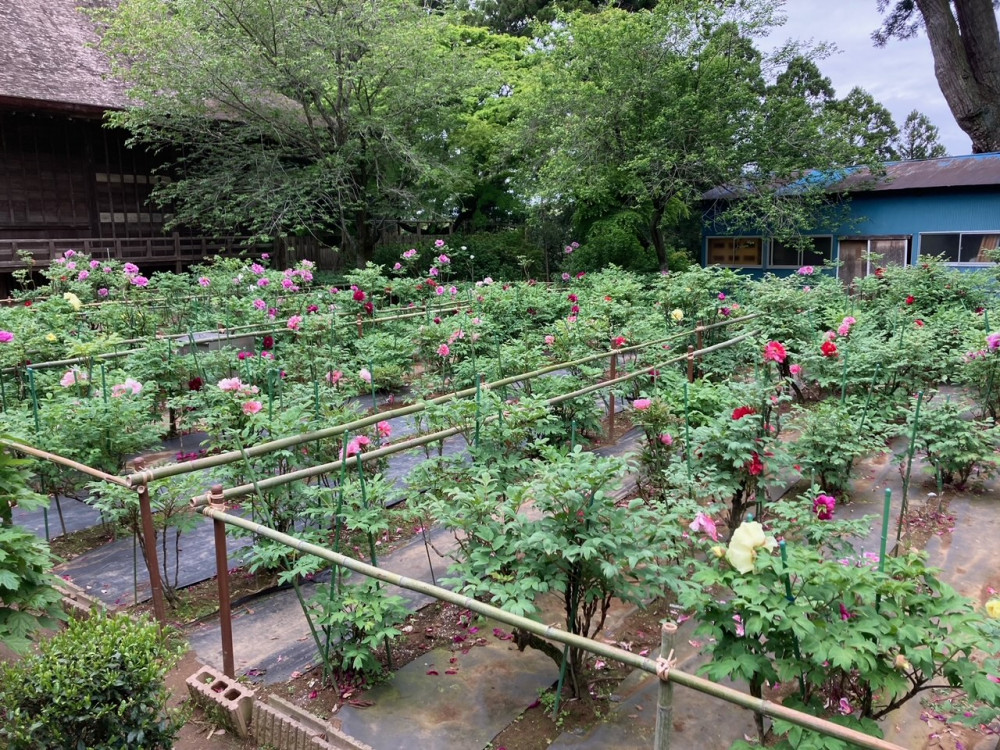 令和4年 飯高寺ボタン園開花状況-ぼたん2