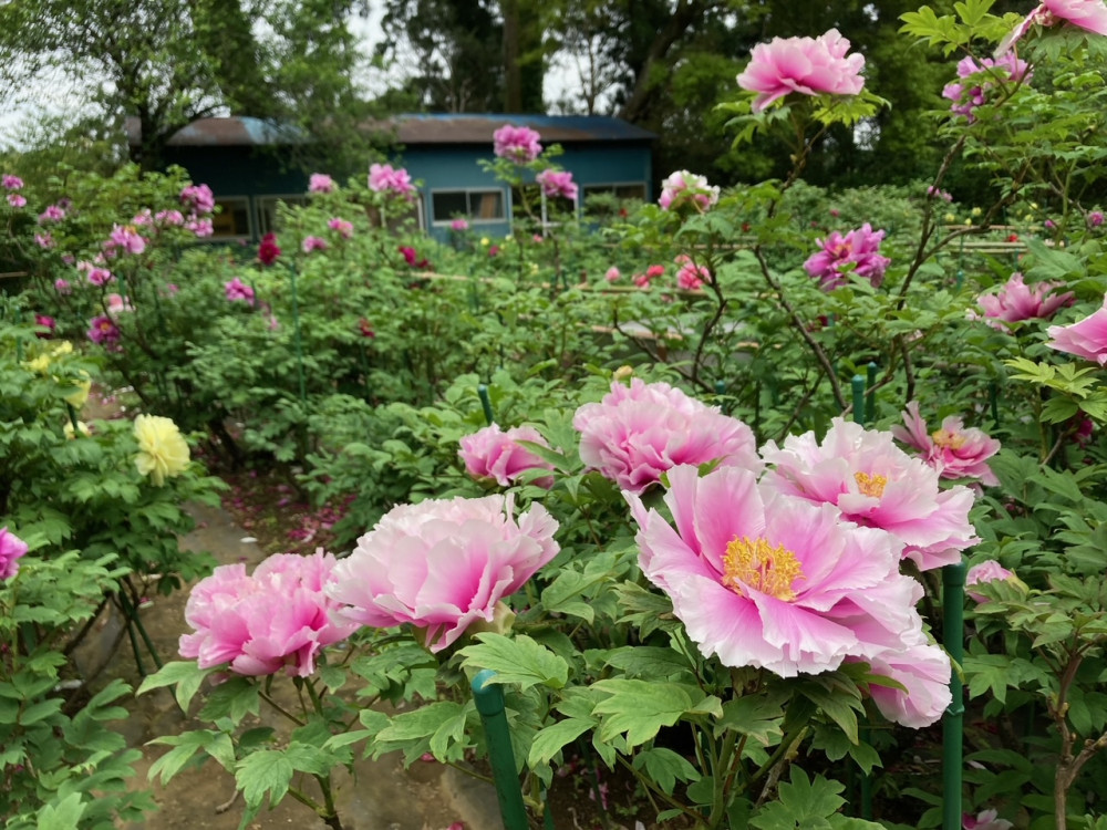 令和4年 飯高寺ボタン園開花状況-ぼたん3