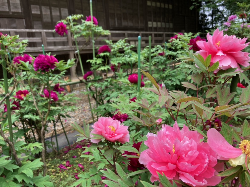 令和4年 飯高寺ボタン園開花状況-ぼたん4