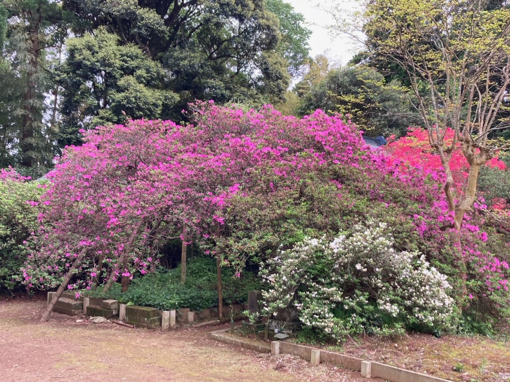 令和4年度 圓實寺の大ツツジ開花状況-つつじ1