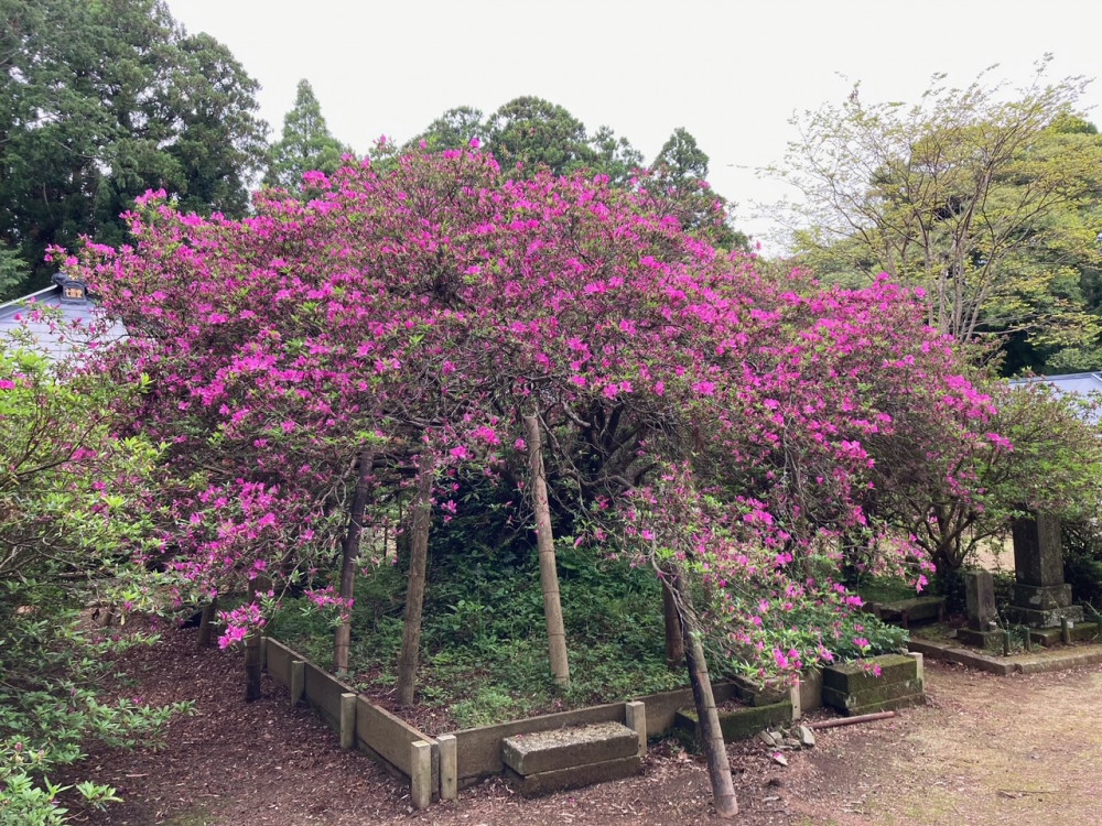 令和4年度 圓實寺の大ツツジ開花状況-つつじ2