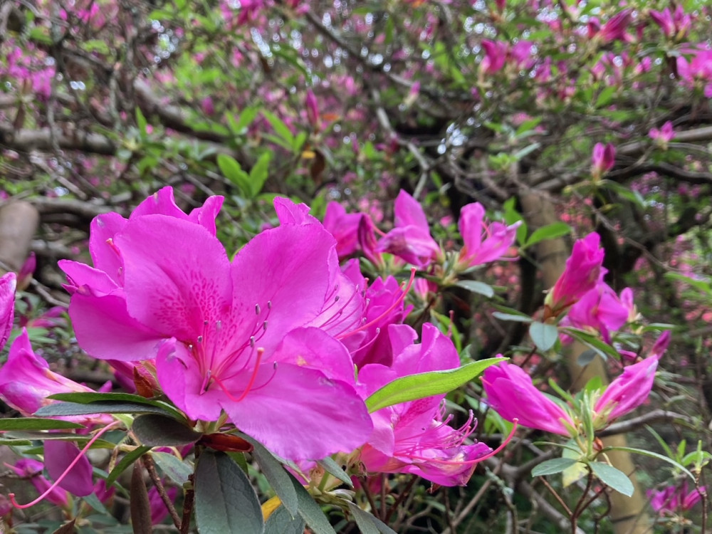 令和4年度 圓實寺の大ツツジ開花状況-つつじ3