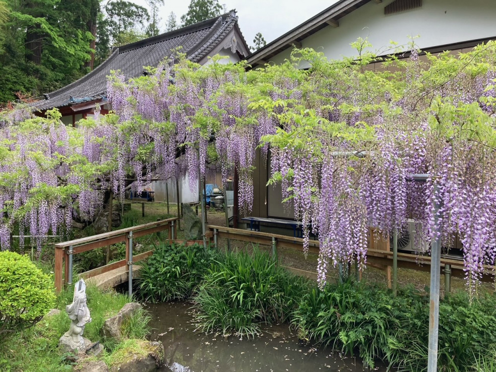 令和4年 木積龍頭寺大フジ開花状況-フジ1