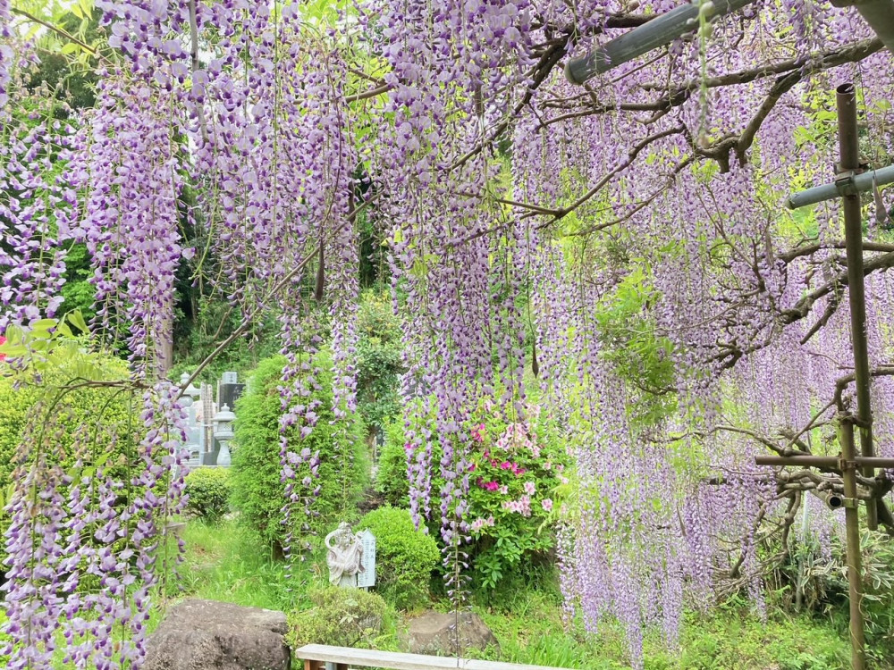 令和4年 木積龍頭寺大フジ開花状況-ふじ2