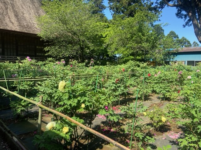 令和4年 飯高寺ボタン園開花状況-ぼたん