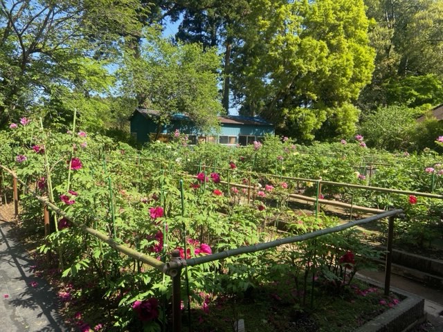 令和4年 飯高寺ボタン園開花状況-botann