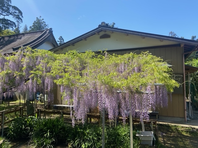 令和4年 木積龍頭寺大フジ開花状況-つつじ