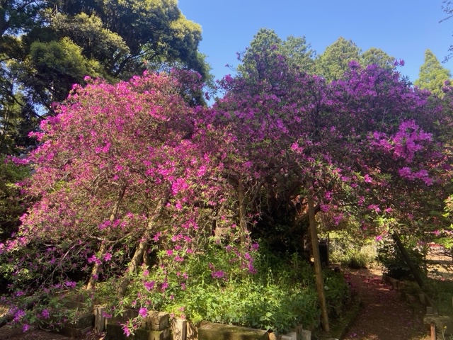 令和4年度 圓實寺の大ツツジ開花状況-つつじ