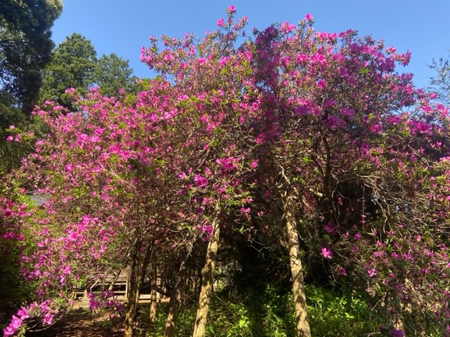 令和4年度 圓實寺の大ツツジ開花状況-つつじ