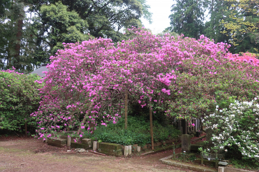 令和4年度 圓實寺の大ツツジ開花状況-つつじ1