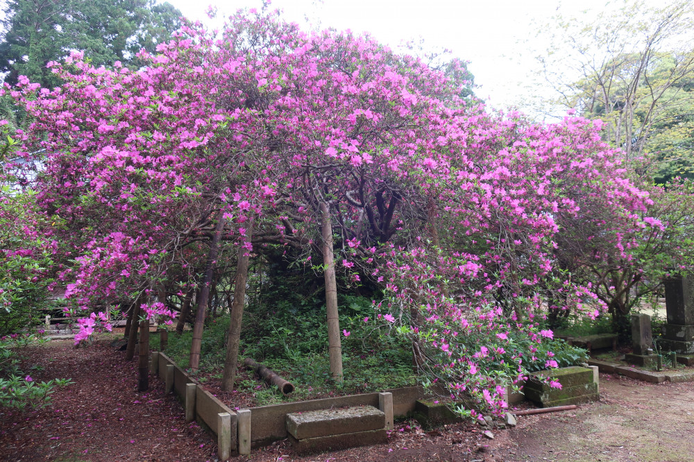 令和4年度 圓實寺の大ツツジ開花状況-つつじ2