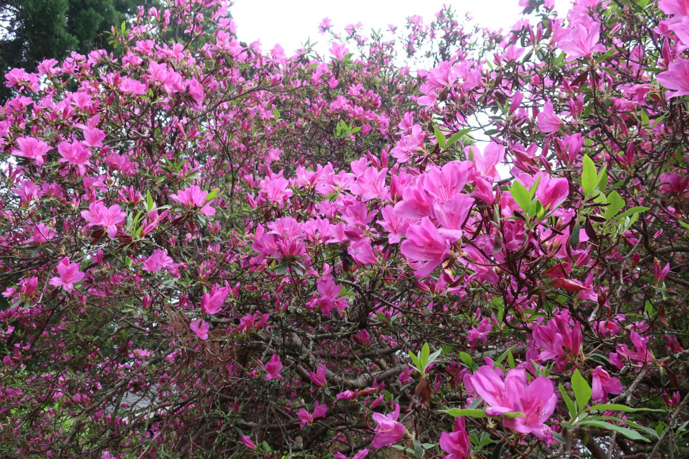 令和4年度 圓實寺の大ツツジ開花状況-つつじ3