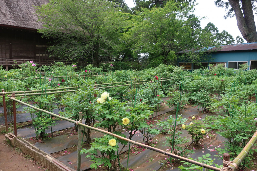 令和4年 飯高寺ボタン園開花状況-ぼたん2