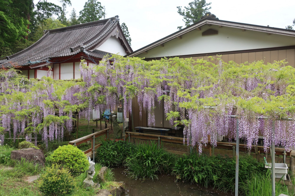 令和4年 木積龍頭寺大フジ開花状況-ふじ1