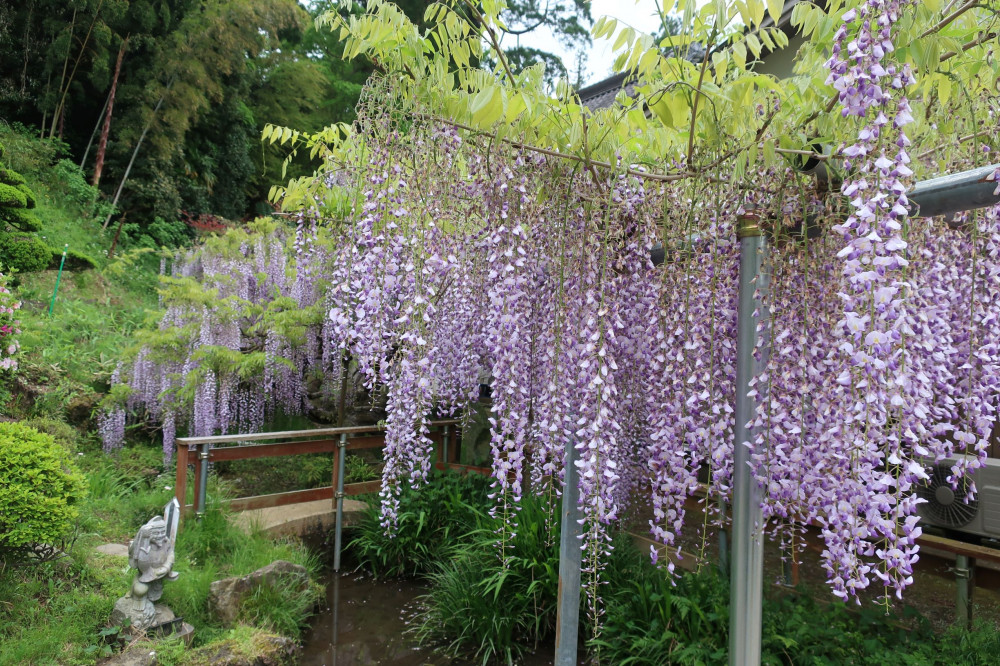 令和4年 木積龍頭寺大フジ開花状況-ふじ2