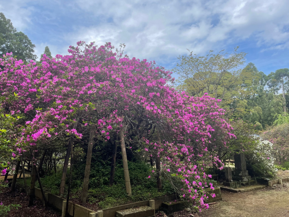 令和4年度 圓實寺の大ツツジ開花状況-2