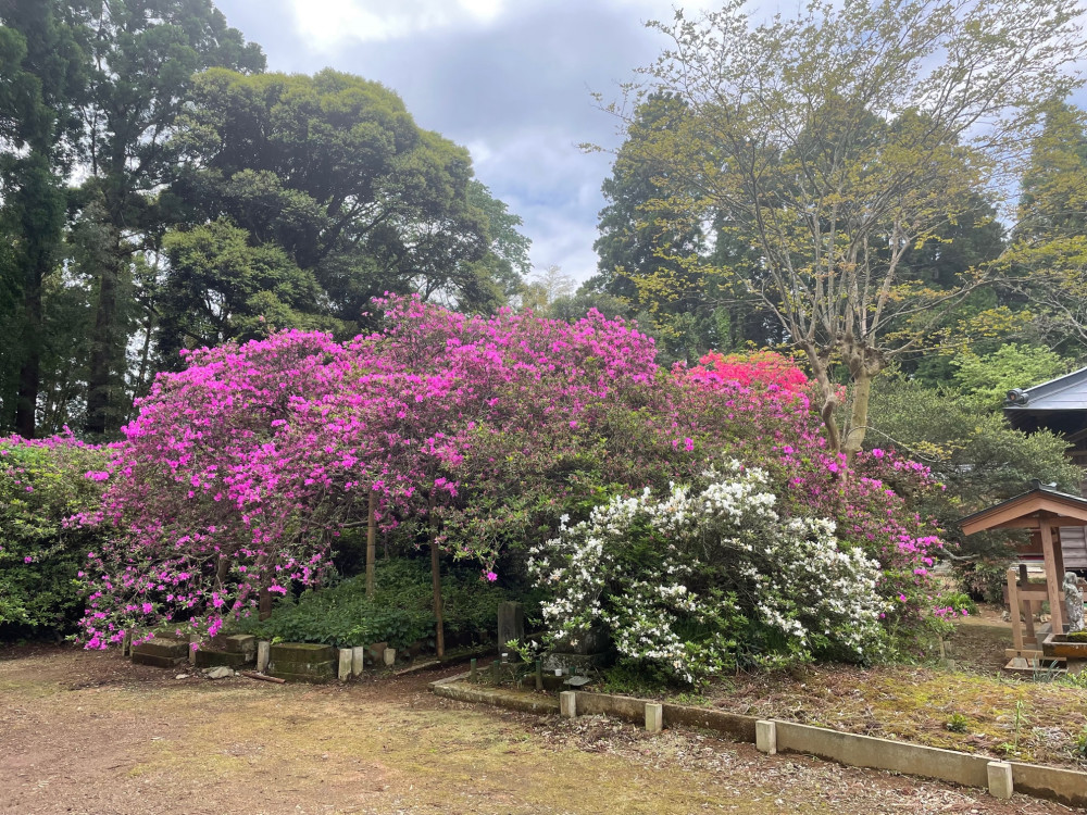 令和4年度 圓實寺の大ツツジ開花状況-1