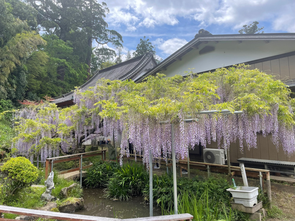 令和4年 木積龍頭寺大フジ開花状況-1