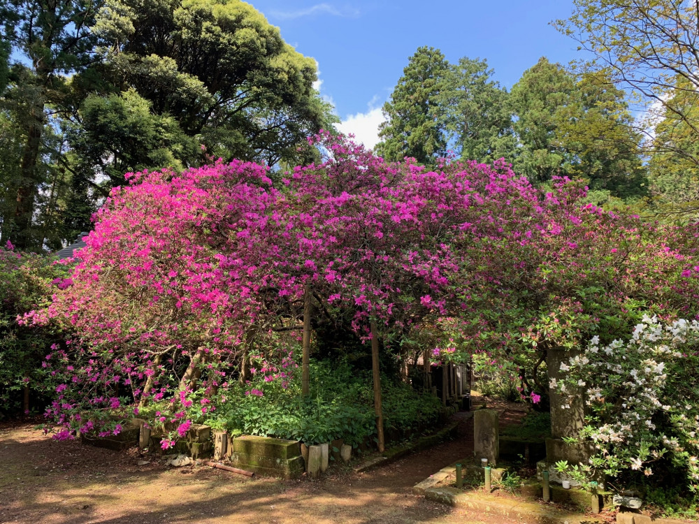 令和4年度 圓實寺の大ツツジ開花状況-5.3ツツジ