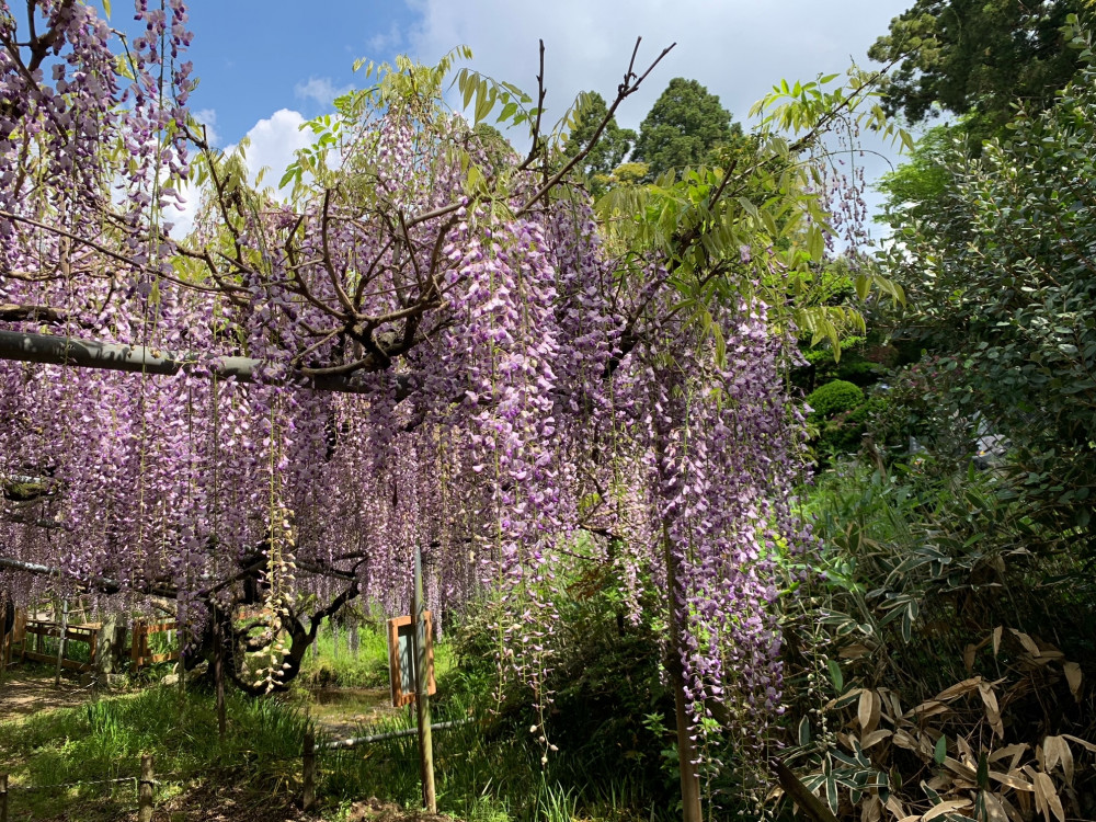 令和4年 木積龍頭寺大フジ開花状況-4