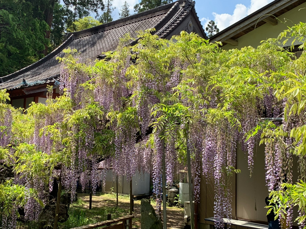 令和4年 木積龍頭寺大フジ開花状況-2