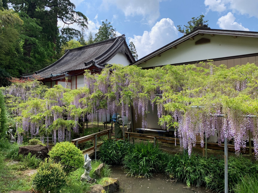 令和4年 木積龍頭寺大フジ開花状況-1