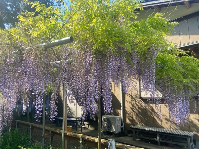 令和4年 木積龍頭寺大フジ開花状況-ふじ