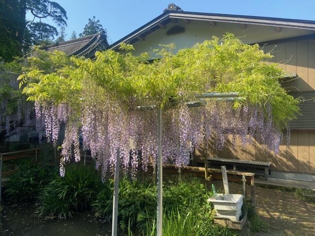 令和4年 木積龍頭寺大フジ開花状況-ふじ