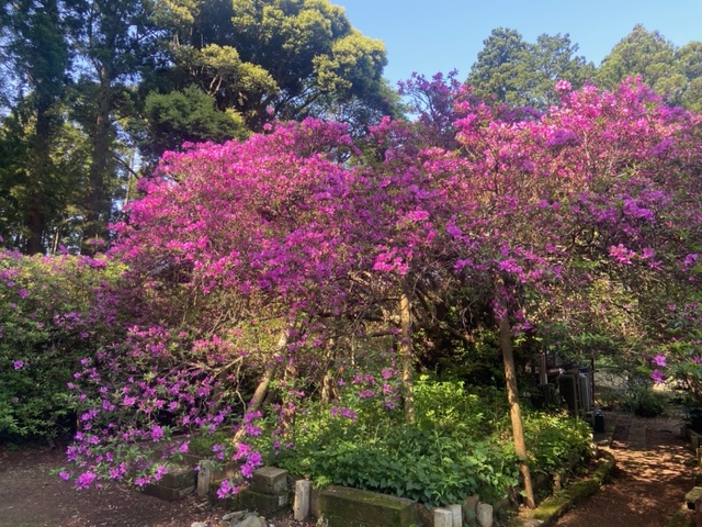 令和4年度 圓實寺の大ツツジ開花状況-つつじ