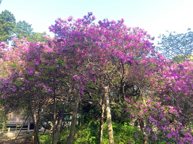 令和4年度 圓實寺の大ツツジ開花状況-つつじ