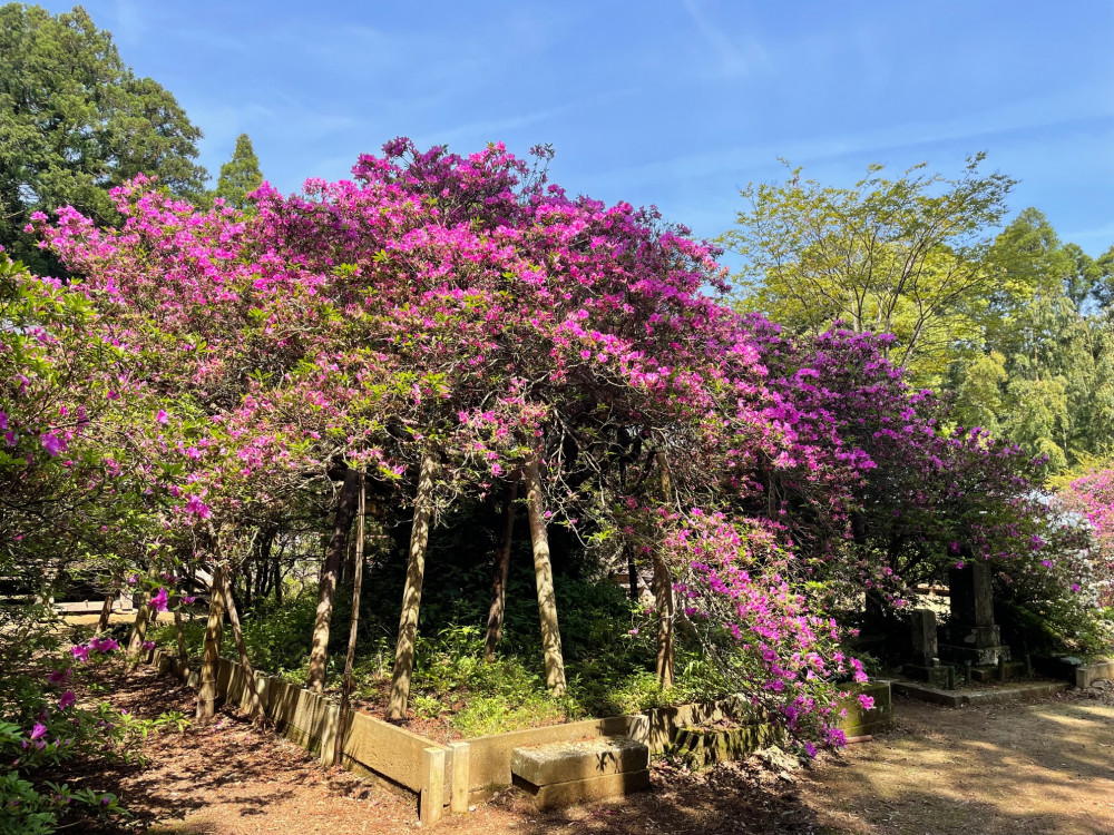 令和4年度 圓實寺の大ツツジ開花状況-2