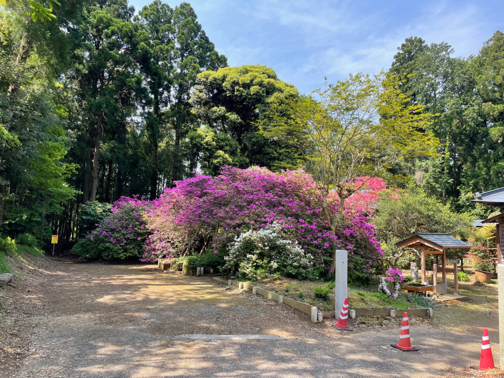 令和4年度 圓實寺の大ツツジ開花状況-1