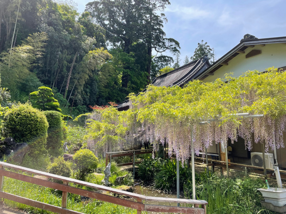 令和4年 木積龍頭寺大フジ開花状況-1